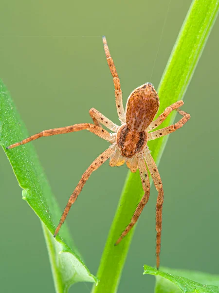 Araignée Mâle Adulte Philodromus Species Grimpant Sur Une Tige Plante — Photo