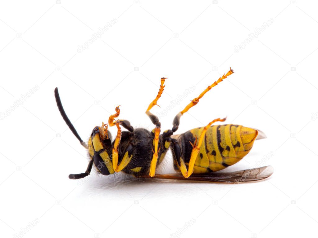 dead German yellowjacket wasp, Vespula germanica, on its back, side view, isolated