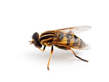 Renkli uçan sinek, Helophilus fasciatus, gözlerini ve başını ön bacaklarıyla tımar ediyor. Yan görüş. İzole edilmiş.