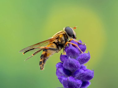 Renkli uçan sinek, Helophilus fasciatus bir Salvia çiçeğine tüneyerek vücudunu arka bacaklarıyla tımar ediyordu. Yan görünüm