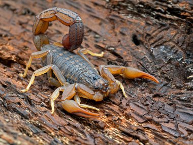 Bir timsah sırt akrebi, Hottentotta hottentotta, kabukta dinleniyor, 3 / 4 manzara. Bu tür batı ve orta Afrika 'da yaygın olarak bulunur..