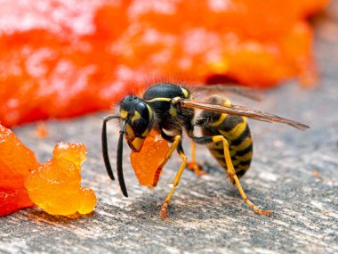 Western yellowjacket wasp, Vespula pensylvanica, carrying a piece of sockeye salmon flesh it chewed off of a salmon carcass. It is about to take off and fly back to its nest to feed it to developing larvae. Side view clipart