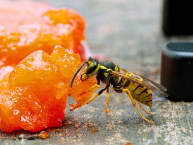 Alman sarı ceketli eşek arısı Vespula germanica, gelişmekte olan larvaları beslemek için yuvasına götürmek üzere bir parça somon balığı etini çiğniyor. Ladner, İngiliz Kolombiyası