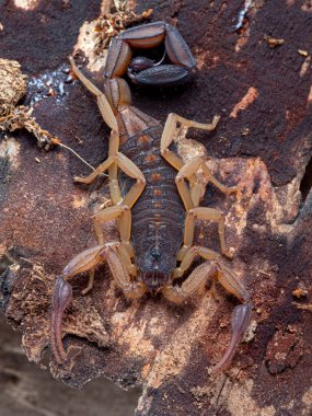 Orta Amerika havlaması Scorpion, Centruroides margaritatus, ağaç kabuğunda, dikey. Bu türün renkleri, kabuk habitatına karşı onu kamufle etmeye yardımcı olur. 