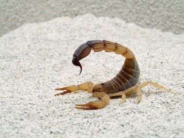 Son derece zehirli kocakuyruklu akrep, Androctonus australis, kum üzerinde, yan görüş, yakın çekim. Kuzey Afrika ve Orta Doğu 'dan gelen bu tür en tehlikeli akreplerden biridir.