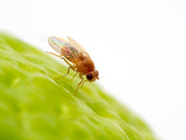 Meyve sineği, Drosophila hydei, yüzünü temizlerken bir limonun yüzeyinde dinleniyor. Bu daha büyük bir Drosophila meyve sineği türüdür.