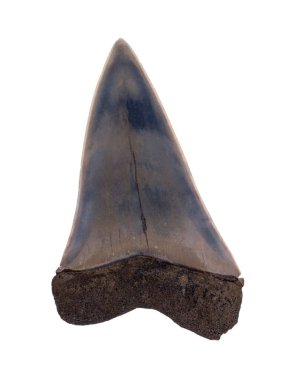 Fosil nesli tükenmiş dev mako köpekbalığı, Carcharodon (plicatilis) hastalis, labial yüzey (dış yüzey), izole edilmiş. Bu köpekbalıkları büyük beyaz köpekbalıklarının (Carcharodon carcharias) doğrudan evrimsel atalarıdır.)