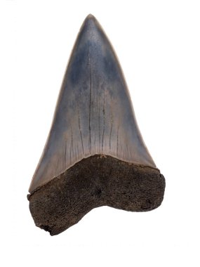 Fosil nesli tükenmiş dev mako köpekbalığı, Carcharodon (plicatilis) hastalis, dilsel yüzey (iç yüzey), izole edilmiş. Bu köpekbalıkları büyük beyaz köpekbalıklarının (Carcharodon carcharias) doğrudan evrimsel atalarıdır.)