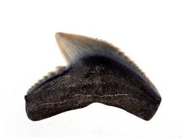 Fosil kaplan köpek balığı dişi, Galeocerdo cuvier. Kaplan köpekbalıkları, 5 milyon yıldan 23 milyon yıla kadar uzanan Miocene çağında evrimleşti.