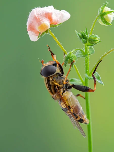 Colorida Mosca Voladora Helophilus Fasciatus Posó Debajo Una Flor Mientras —  Fotos de Stock