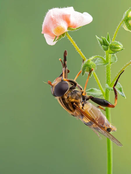 Colorida Mosca Voladora Helophilus Fasciatus Encaramado Bajo Una Flor Con —  Fotos de Stock