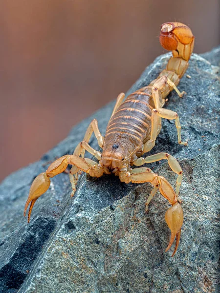 看到美丽的亚利桑那州条纹尾蝎子Paravaejovis Spinigerus爬上岩石的背影 — 图库照片