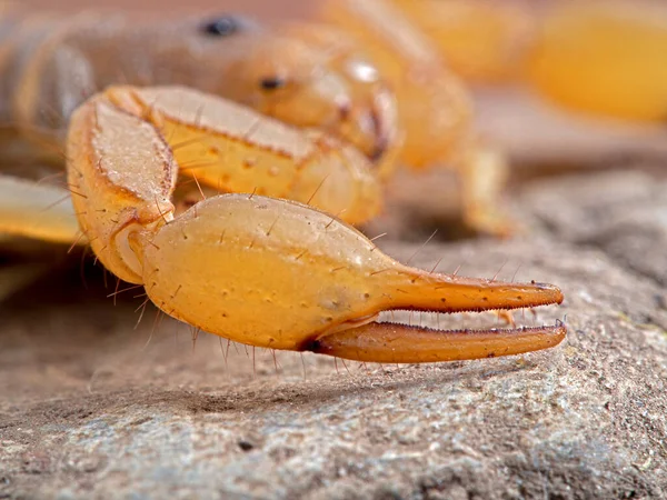 Кігтями Pedipalp Аризонського Смугастого Скорпіона Paravaejovis Spinigerus — стокове фото