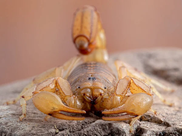 Viso Pedipalpi Artigli Uno Scorpione Dalla Coda Strisce Paravaejovis Spinigerus — Foto Stock