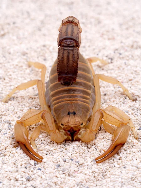 Zeer Giftige Fattail Schorpioen Androctonus Australis Zand Tegenover Camera Deze — Stockfoto