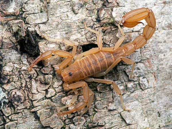 Sárga Földi Skorpió Kéreggel Felülről Ezeket Viszonylag Kicsi Skorpiókat Coahuila — Stock Fotó