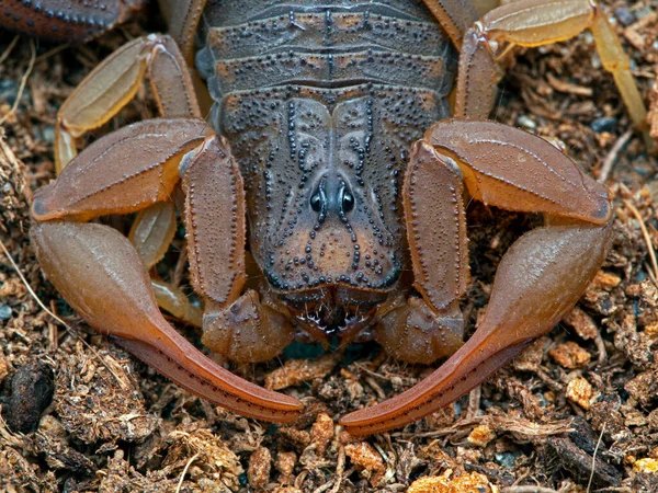 Close Carapaça Pedipalpos Garras Aligátor Escorpião Nas Costas Hottentotta Hottentotta — Fotografia de Stock