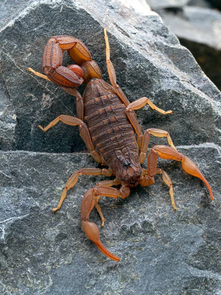 Uno Scorpione Dorsale Alligatore Hottentotta Hottentotta Poggiato Una Roccia Vista — Foto Stock