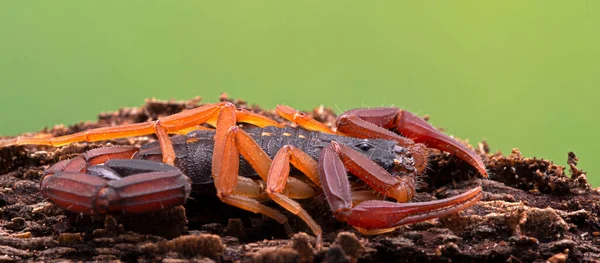 Vers Gegoten Jonge Bruine Schorpioen Centruroides Gracilis Schors Zijaanzicht Voor — Stockfoto