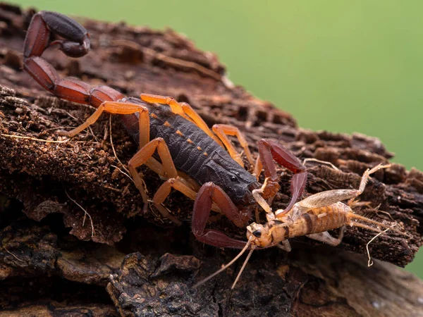 Escorpión Corteza Marrón Juvenil Recién Moldeado Centruroides Gracilis Comiendo Grillo — Foto de Stock