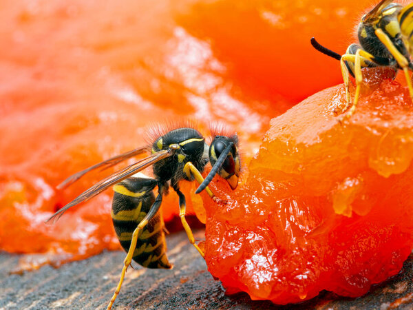 Common yellowjacket wasp Vespula alascensis chewing on a sockeye salmon carcass to remove a piece of flesh to take back to its nest to feed to developing larvae. Side view