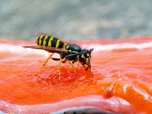 Common yellowjacket wasp Vespula alascensis chewing on a sockeye salmon carcass to remove a piece of flesh to take back to its nest to feed to developing larvae. Side view