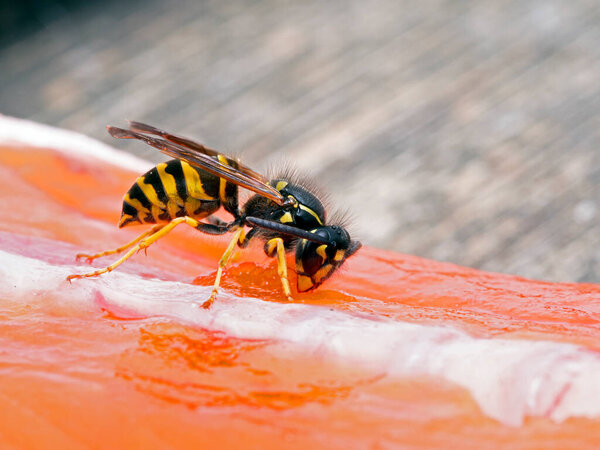 Common yellowjacket wasp Vespula alascensis chewing on a sockeye salmon carcass to remove a piece of flesh to take back to its nest to feed to developing larvae. Side view