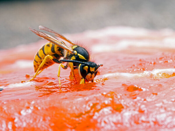 German yellowjacket wasp, Vespula germanica, chewing on a sockeye salmon carcass to remove pieces of flesh to take back to its nest to feed to developing larvae. Ladner, British Columbia