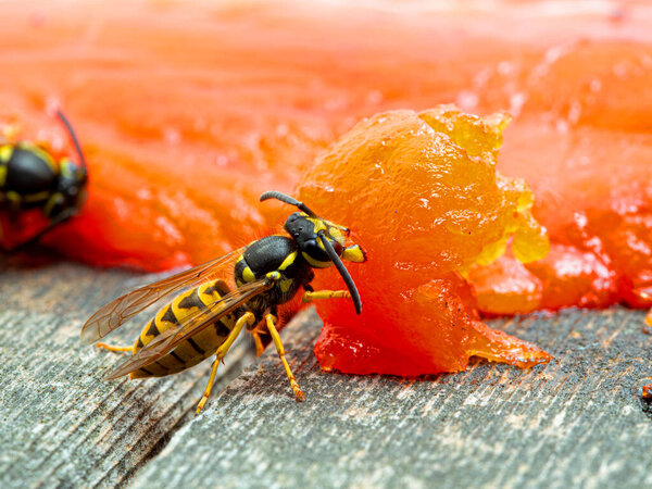 German yellowjacket wasp, Vespula germanica, chewing on a sockeye salmon carcass to remove pieces of flesh to take back to its nest to feed to developing larvae. Ladner, British Columbia