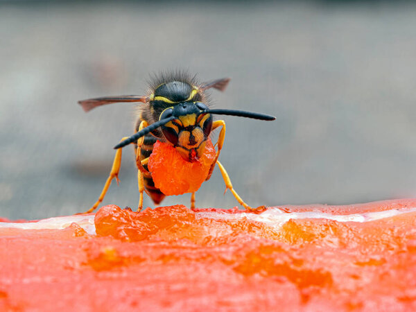 German yellowjacket wasp, Vespula germanica, carrying a piece of sockeye salmon flesh it chewed off of a salmon carcass to take back to its nest to feed developing larvae. Ladner, British Columbia
