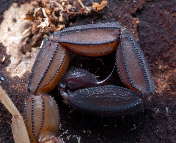 Telson Coda Puntura Una Corteccia Centroamericana Scorpione Centruroides Margaritatus Corteccia — Foto Stock