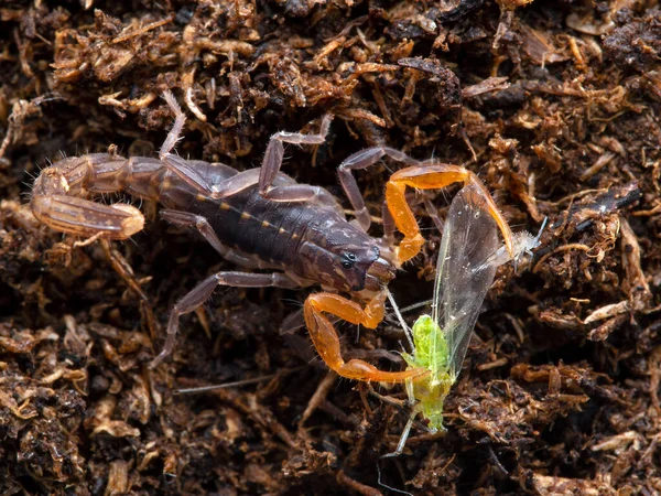 Joven Lychas Tricarinatus Escorpión Alimentándose Áfido Verde Sosteniendo Una Cola — Foto de Stock