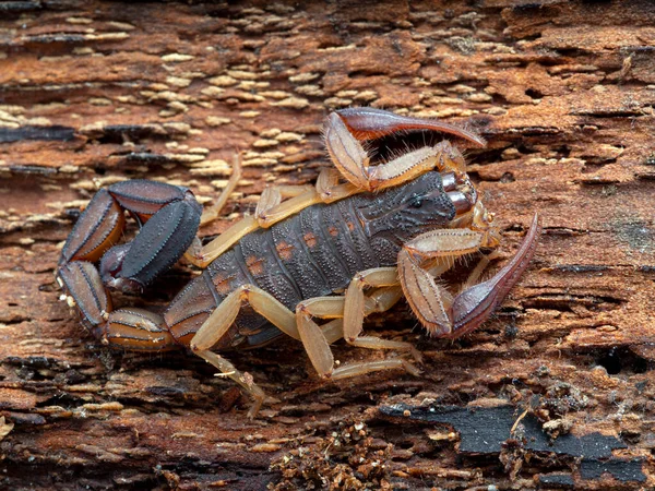 Escorpión Corteza Marrón Juvenil Escorpión Corteza Florida Centruroides Gracilis Corteza — Foto de Stock