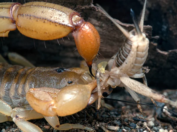 Scorpion Queue Rayée Arizona Femelle Adulte Paravaejovis Spinigerus Piquant Ses — Photo