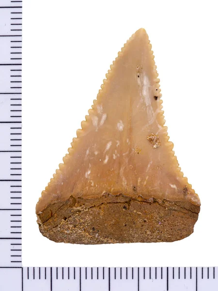 Dente Squalo Bianco Grande Fossile Carcharodon Carcharias Superficie Linguistica Lato — Foto Stock