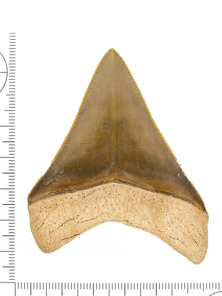 Dente Squalo Megalodonte Fossile Ben Conservato Carcharocles Megalodon Superficie Labiale — Foto Stock