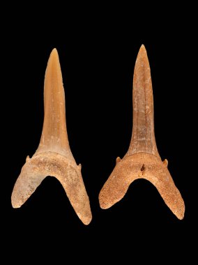 Kum kaplanı köpekbalığı Carcharias Taurus 'un iki fosil ön dişi. Kum kaplanı köpekbalıkları, 5 ila 23 milyon yıl önce, Miyosen çağında evrimleştiler ve hala yaygın bir türdür.