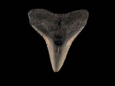 Carcharhinus adında bir köpekbalığının üst çenesindeki fosil diş. Bu diş, 5 'ten 23 milyon yıl öncesine kadar uzanan Miocene çağından geliyor.