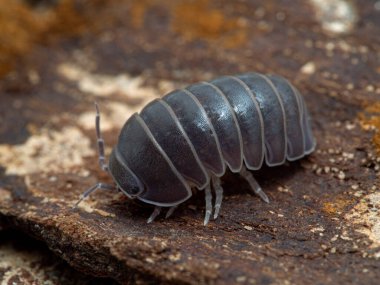 Karasal izopod (Armadillo officinalis) genellikle meşe-orman pillbug ya da sade hap woodlouse olarak adlandırılır, ağaç kabuğunda, 3 / 4 görünüm. Bu tür kendini korumak için kendini sıkı bir topa çevirebilir.
