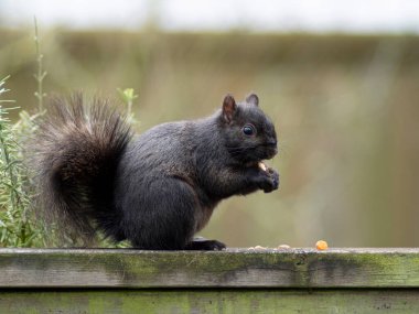 Doğu gri sincabı Sciurus carolinensis 'in fındık yiyen alışılmadık siyah renk aşaması (melanistik). Ladner, Delta, British Columbia, Kanada. British Columbia 'da istilacı bir tür tanıtıldı.
