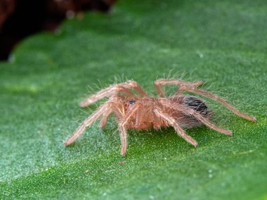 Çok küçük Brezilya somon balığı pembe kuş yiyen tarantul (Lasiodora parahybana), bir yaprak üzerinde, yan görünüm. Kuzeydoğu Brezilya 'dan gelen bu tür dünyanın üçüncü büyük tarantulasıdır.