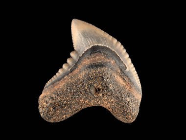 Fosil kaplan köpek balığı dişi, Galeocerdo mayumbensis. Bu nesli tükenmiş bir tür. 5 ila 23 milyon yıl öncesine kadar uzanan Miocene çağından kalma.