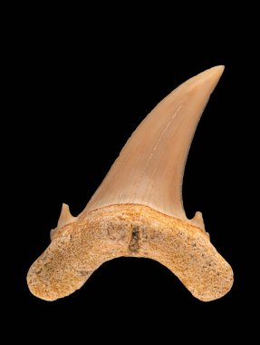 Kum kaplanı köpekbalığı Carcharias Taurus 'un fosil üst (yan) dişi. Kum kaplanı köpekbalıkları, 5 ila 23 milyon yıl önce, Miyosen çağında evrimleştiler ve hala yaygın bir türdür.