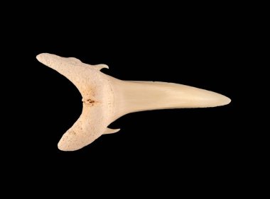 Kum kaplanı köpekbalığı Carcharias Taurus 'un üst çenesinden. Kum kaplanı köpekbalıkları dünya çapında subtropikal ve ılıman sularda dolaşır.