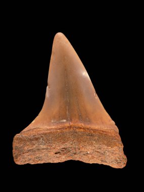 Fosil nesli tükenmiş dev mako köpekbalığı, Cosmopolitodus hastalis (Carcharodon plicatilis). Bunlar büyük beyaz köpekbalığının (Carcharodon carcharias) doğrudan evrimsel atalarıdır.)