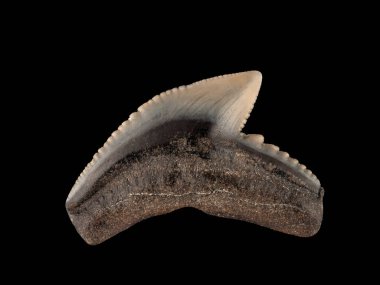 Fosil kaplan köpek balığı dişi, Galeocerdo cuvier. Kaplan köpekbalıkları, 5 milyon yıldan 23 milyon yıla kadar uzanan Miocene çağında evrimleşti.