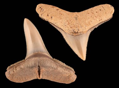 Bir köpekbalığının fosil dişleri, Carcharhinus türü. Alt diş alt çeneden, üst diş de üst çeneden. Miocene çağı