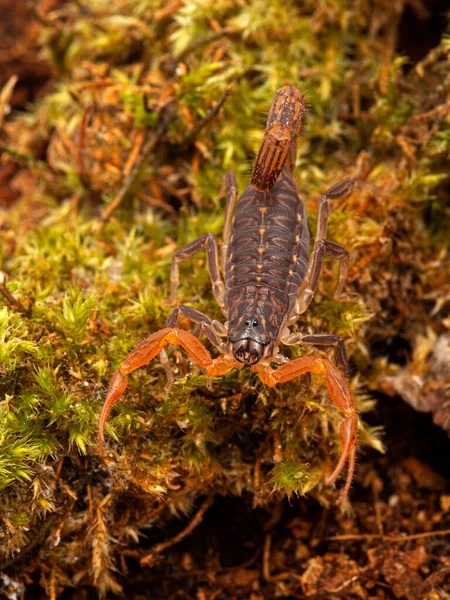 Renkli Genç Lychas Tricarinatus Akrebi Dikey Akrepler Eşeysiz Üreme Dişilerin — Stok fotoğraf