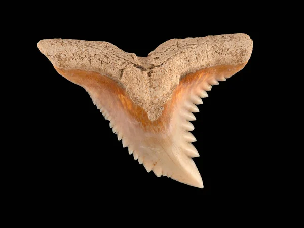 Dente Fossile Proveniente Dalla Mascella Superiore Uno Squalo Rapace Estinto — Foto Stock