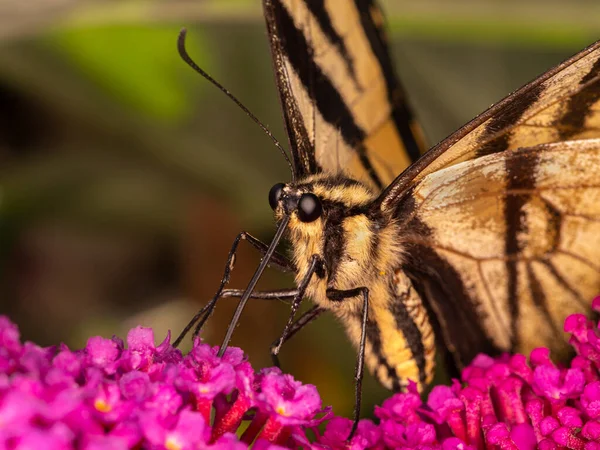 Close-up of a Canadian Tiger Swallowtail butterfly, Papilio canadensis, feeding on nectar produced by butterfly bush flowers (Buddlea species)